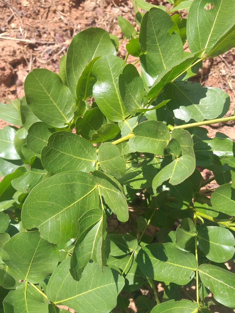Julbernardia paniculata from TA Chindi, MWMZ, MW on November 6, 2023