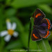 Purple Sapphire - Photo (c) Artur Tomaszek, all rights reserved, uploaded by Artur Tomaszek