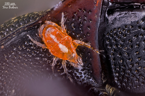 Mesostigmata