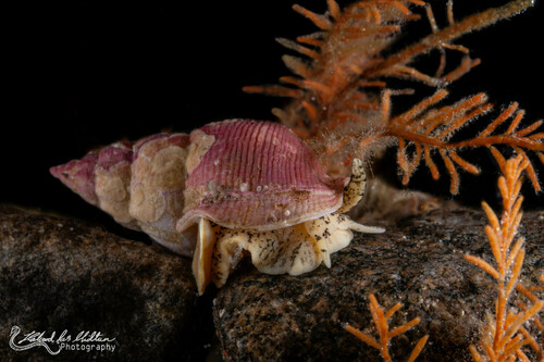 Aulacofusus