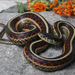 Common Garter Snake - Photo (c) Jake Scott, all rights reserved, uploaded by Jake Scott
