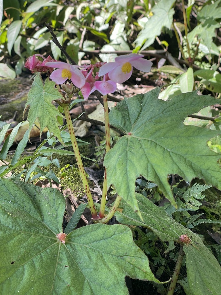 Begonia macrotoma (Begonia macrotoma)