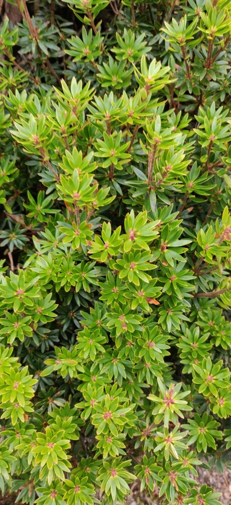 Cheeseberry from Lake Dobson, Lake Dobson, Mount Field TAS 7140 ...