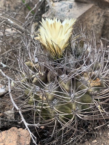 Eriosyce paucicostata (F.Ritter) Ferryman