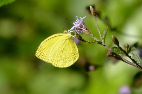 Pyrisitia dina (Poey, 1832)