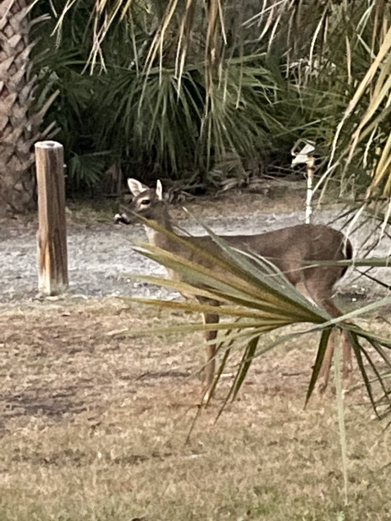 Hunting Island Deer from Hunting Island State Park, Saint Helena Island