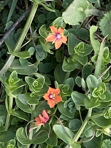 scarlet pimpernel