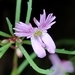 Lopezia laciniata - Photo (c) Sinaloa Silvestre, all rights reserved, uploaded by Sinaloa Silvestre