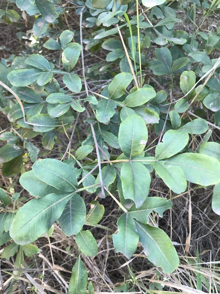 Flindersia collina from Woolshed Creek Rd, Tallegalla, QLD, AU on
