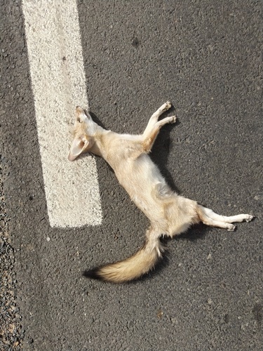 Pale Fox