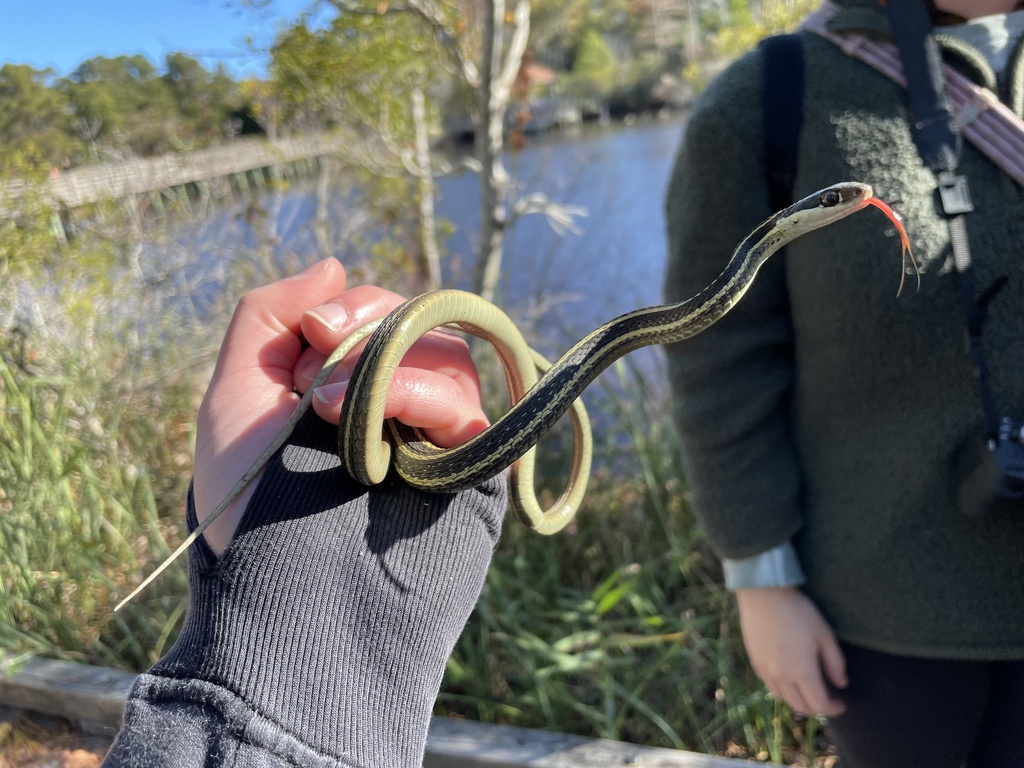 Eastern Ribbon Snake from The Woods Rd, Kitty Hawk, NC, US on November ...