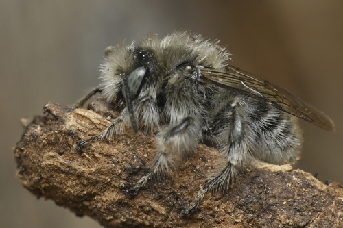 Diadasia distinguenda