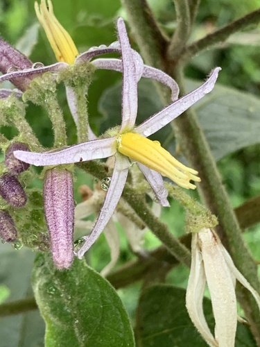 Solanum aturense