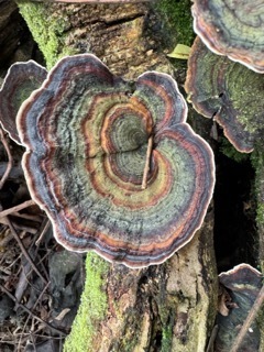 dark-footed tinypore