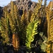Polypodium pellucidum vulcanicum - Photo (c) bupleurum, all rights reserved