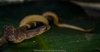 Atractus arangoi - Photo (c) Juan Torres Tavera, all rights reserved, uploaded by Juan Torres Tavera