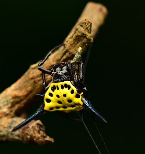 Gasteracantha sororna