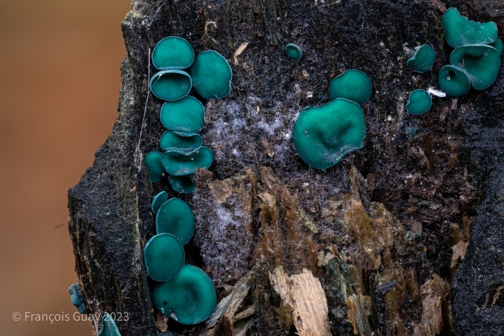 Turquoise Elfcup in October 2023 by François Guay · iNaturalist