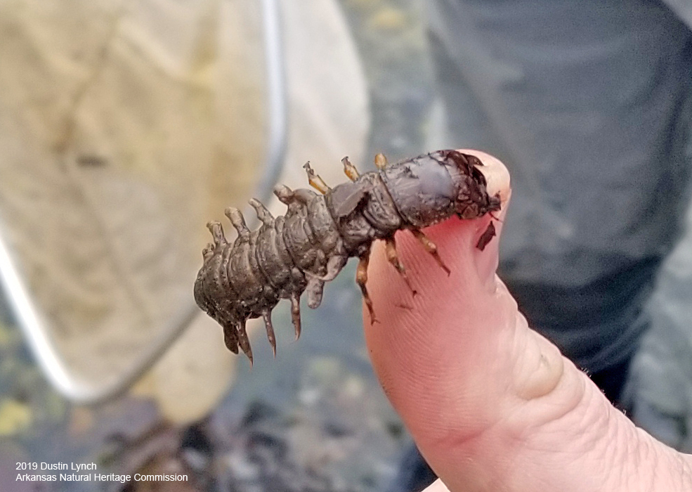 Eastern Dobsonfly from Flint Creek at Dawn Hill Road, Benton County ...