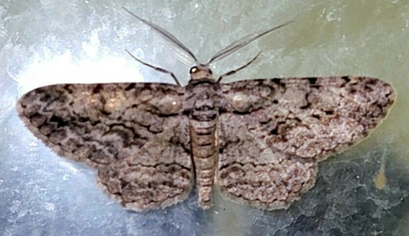 North American Common Gray from Wayne, IL on July 14, 2022 at 09:20 PM ...