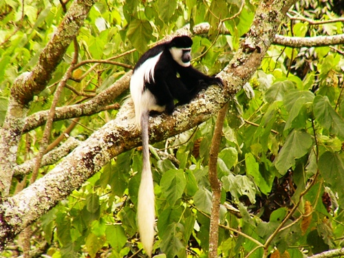 Mantled Guereza