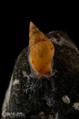 Buccinum finmarkianum
