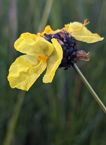 Xyris ustulata
