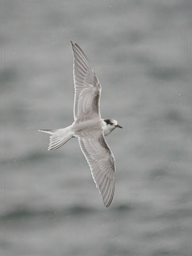 Arctic Tern