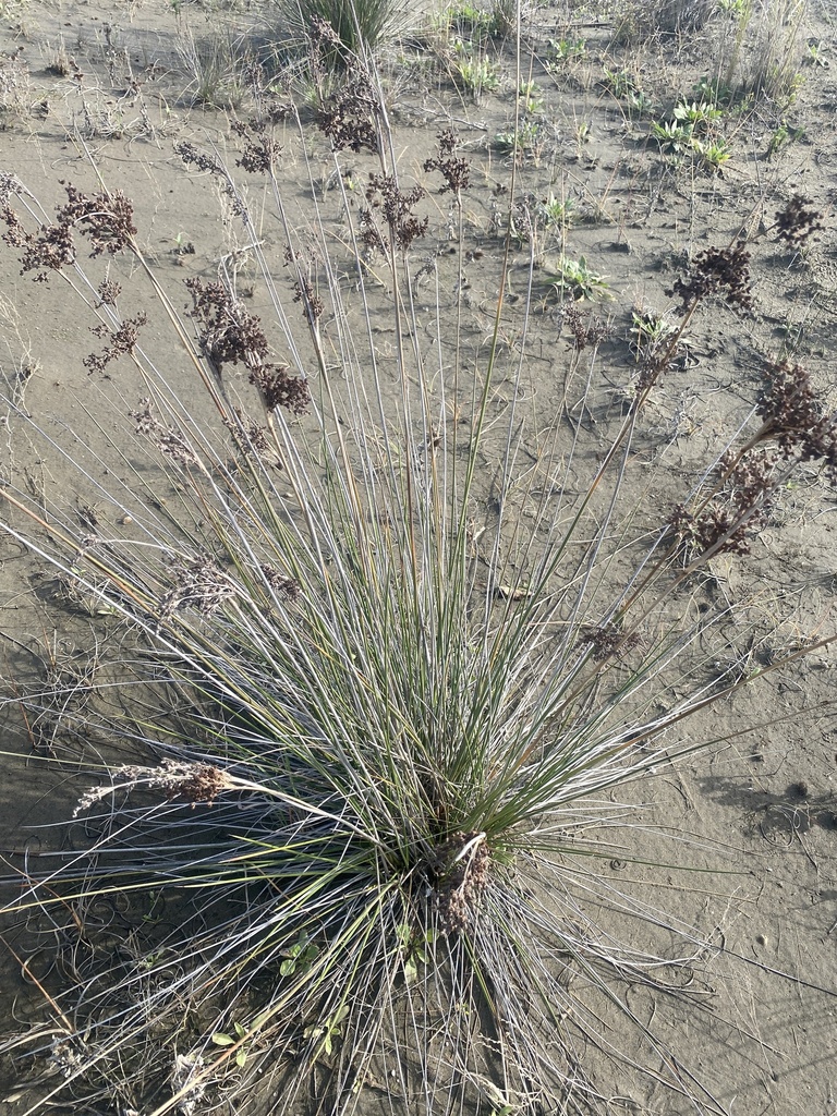 spiny rush from Remas, Divjakë, Fier, AL on November 7, 2023 at 11:17 ...