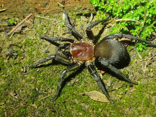 Pycnothele rubra · BioDiversity4All