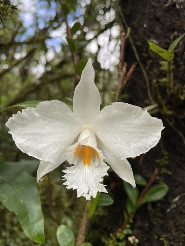 Dendrobium infundibulum Lindl.