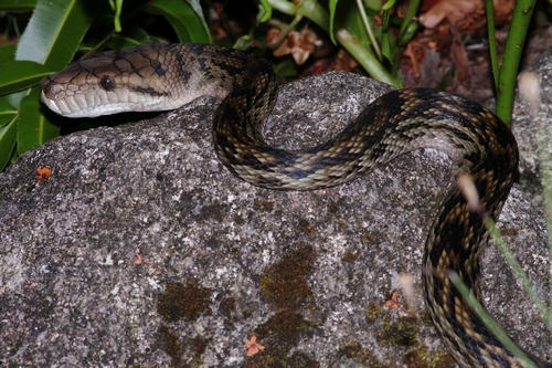 Australian Scrub Python sighting
