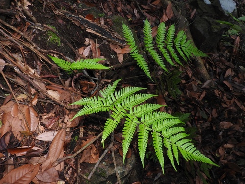 Dryopteris integriloba