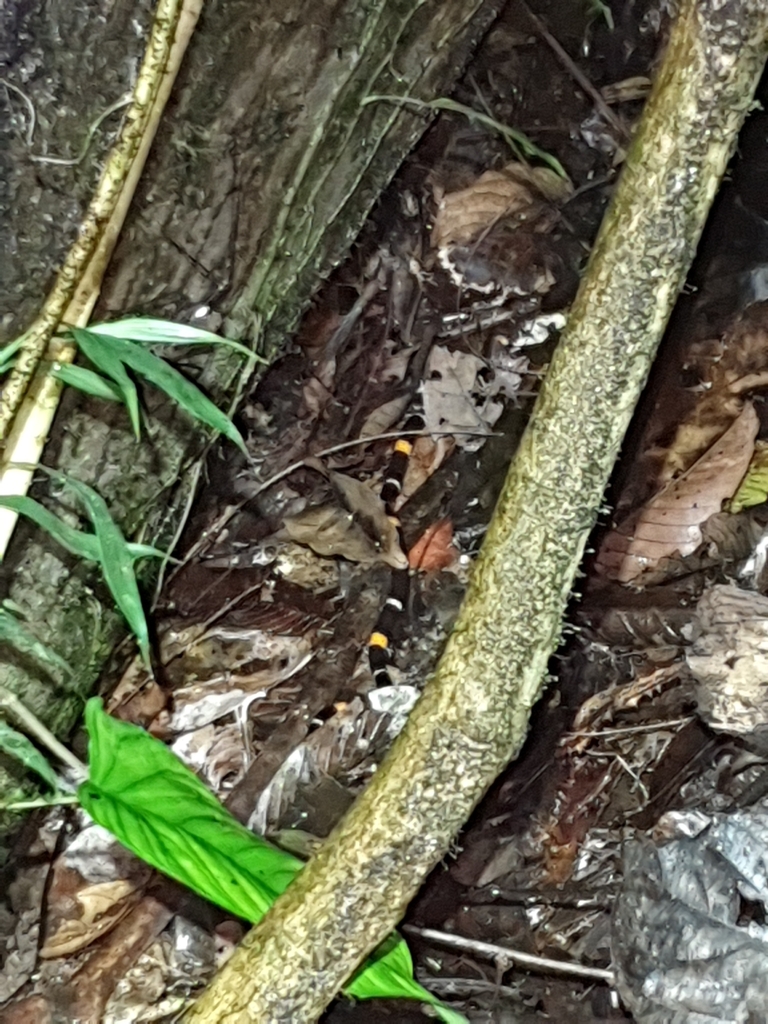 Micrurus hemprichii ortoni from San Martín, PE-SM, PE on November 6 ...