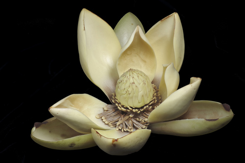 Magnolia chiguila image