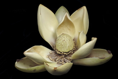 Image of Magnolia chiguila