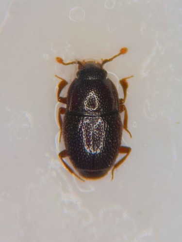 Eubrachium