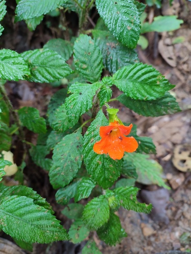 Gasteranthus aurantiacus