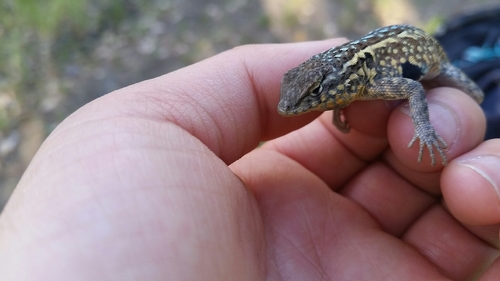 iNaturalist observation photo of Western Side-blotched Lizard