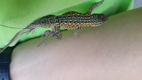 iNaturalist observation photo of Western Side-blotched Lizard