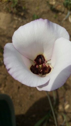 iNaturalist observation photo of Catalina mariposa lily