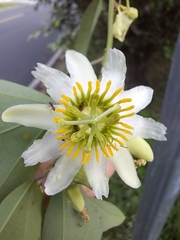 Passiflora biflora image