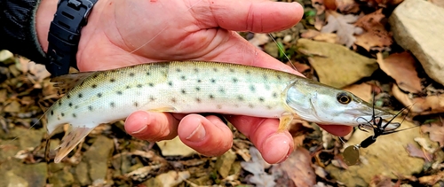Muskellunge