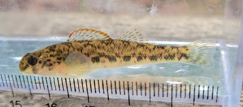 Emerald Darter