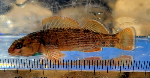 Bluebreast Darter