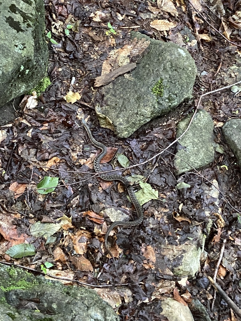 Eastern Garter Snake from The Adirondack Park, Tupper Lake, NY, US on ...