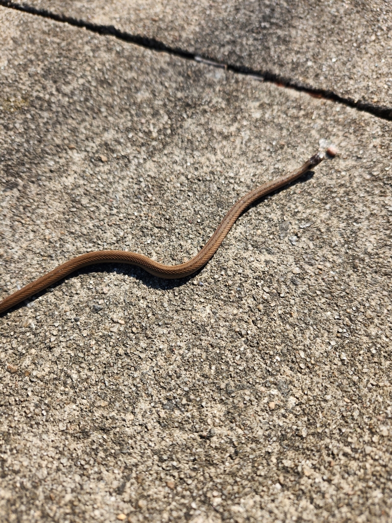 DeKay's Brownsnake from Mt Airy, NC 27030, USA on November 6, 2023 at ...