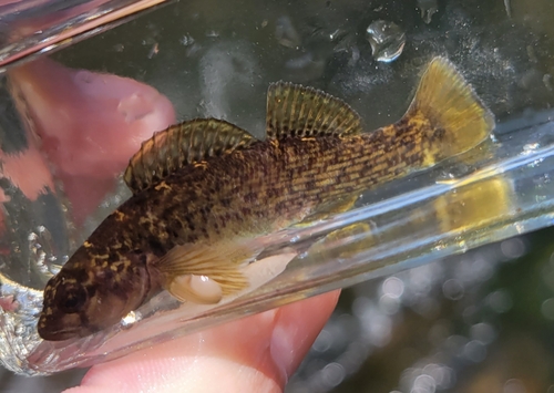 Greenfin Darter