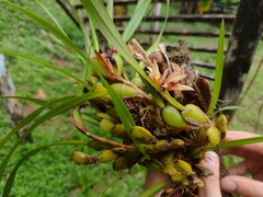 Maxillaria oreocharis image