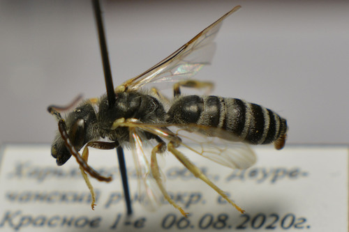Halictus sajoi